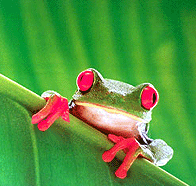 frog