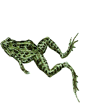 frog