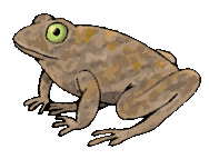 frog
