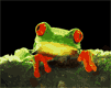 frog